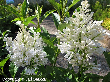 Isabellansyreeni (rungollinen) - prestonsyren - Syringa Preston-Ryhm� 'Holger'